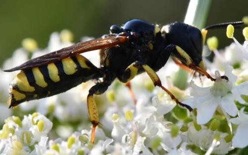Réf. 308 066 : Ectemnius sp.
